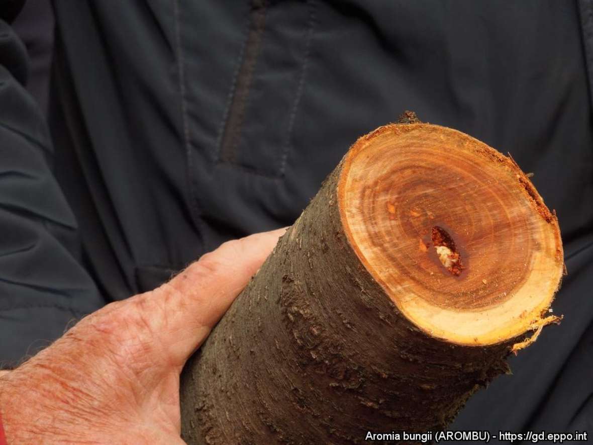 Larve von Aromia bungii in einem Bohrgang eines Prunus Stammes